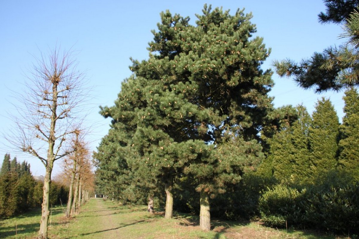 Pinus nigra ssp. nigra